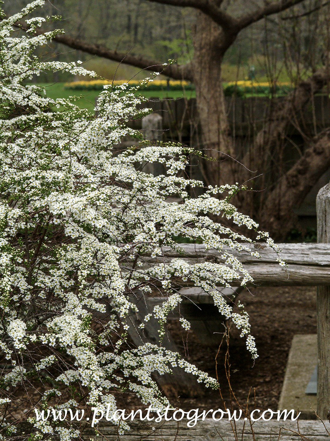 Garland Spirea (Spiraea x arguta)
